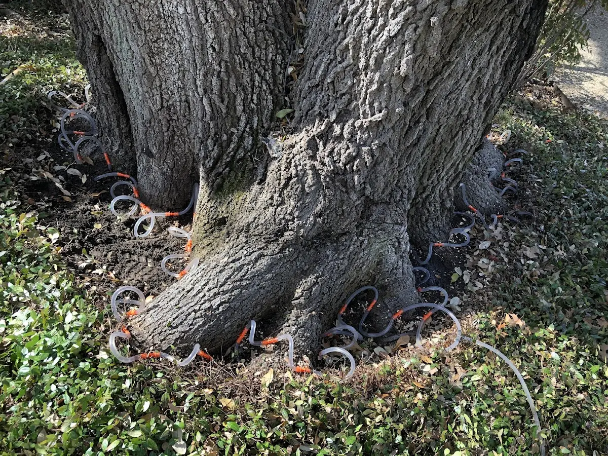 Detailed Tree Cabling and Bracing job site in Realitos