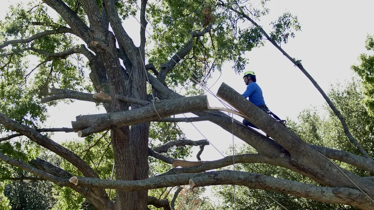 Professional Hazardous Tree Removal performed by certified arborists in Realitos
